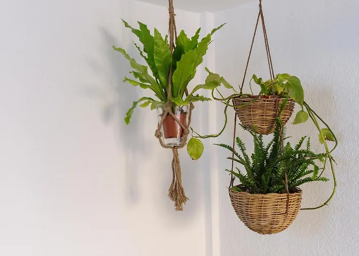 Rural Ariadna * Güimar